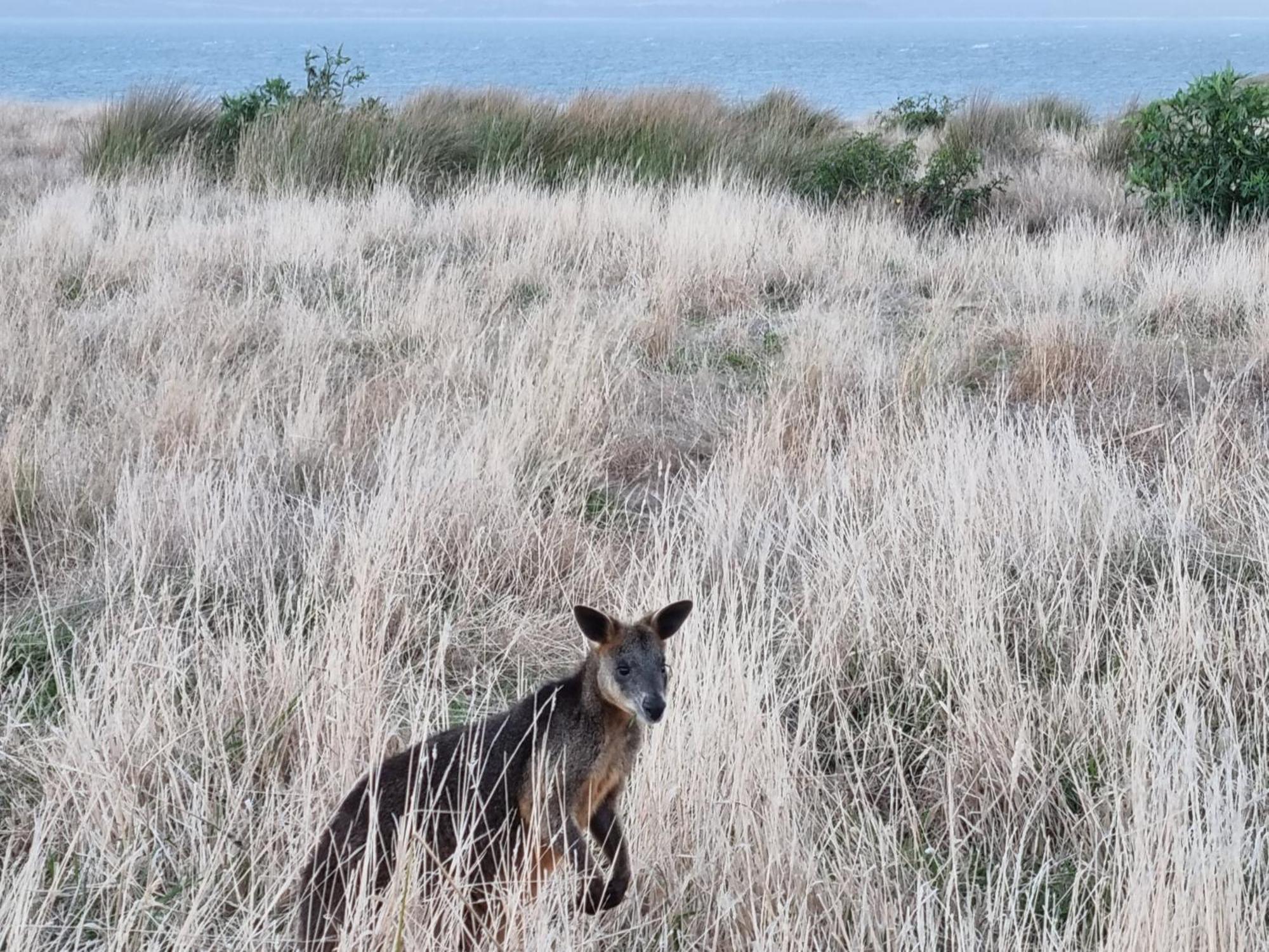 Kaloha Holiday Resort Phillip Island Cowes Esterno foto